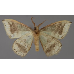/filer/webapps/moths/media/images/N/nigricosta_Archichlora_A_ZSM_02.jpg
