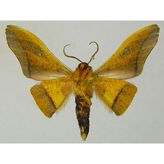 /filer/webapps/moths/media/images/P/peregrinus_Plegapteryx_AM_ZSMb.jpg
