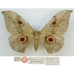 /filer/webapps/moths/media/images/P/phaeax_Lobobunaea_HT_NHMUKa.jpg