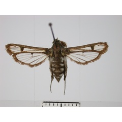 /filer/webapps/moths/media/images/V/vassei_Crinipus_AF_TMSA.jpg