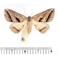 /filer/webapps/moths/media/images/P/proclinata_Marca_AF_BMNH.jpg