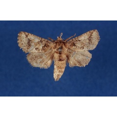 /filer/webapps/moths/media/images/M/meridialis_Arbelodes_AF_ZMHB.jpg
