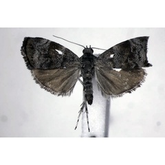 /filer/webapps/moths/media/images/A/aegyptiaca_Choreutis_A_JMonks.jpg