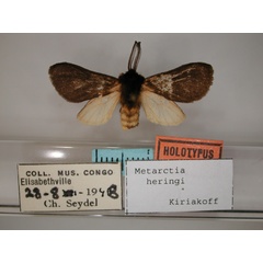 /filer/webapps/moths/media/images/H/heringi_Metarctia_HT_RMCA_01.jpg