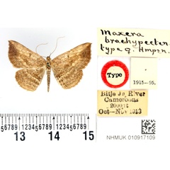 /filer/webapps/moths/media/images/B/brachypecten_Maxera_AT_BMNH.jpg