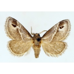 /filer/webapps/moths/media/images/I/iphia_Deltoptera_AM_TMSA.jpg
