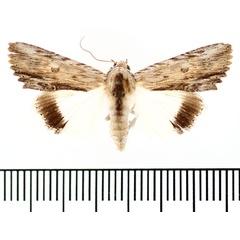 /filer/webapps/moths/media/images/M/mimica_Lyncestis_AM_BMNH.jpg
