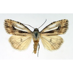 /filer/webapps/moths/media/images/S/stigmatia_Heliocheilus_AM_Aulombard.jpg