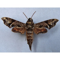/filer/webapps/moths/media/images/S/scitula_Temnora_A_Baron_01.jpg