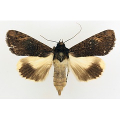 /filer/webapps/moths/media/images/M/mesoleuca_Ulotrichopus_AF_TMSA_02.jpg