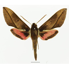 /filer/webapps/moths/media/images/M/meridionalis_Chaerocina_AM_Basquina.jpg