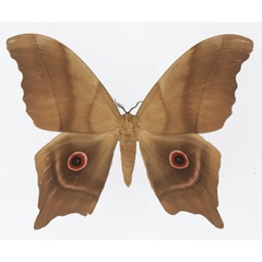 /filer/webapps/moths/media/images/D/deyrollii_Pseudimbrasia_AM_Basquin_02a.jpg