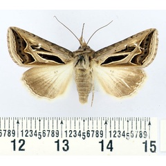 /filer/webapps/moths/media/images/C/cumamita_Chalciope_AF_BMNH.jpg