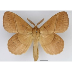 /filer/webapps/moths/media/images/R/rosa_Philotherma_AM_Basquin.jpg