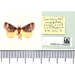 /filer/webapps/moths/media/images/M/minor_Scotinochroa_AM_BMNH.jpg