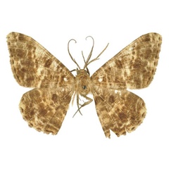 /filer/webapps/moths/media/images/Z/zebrina_Racotis_LT_BMNH.jpg