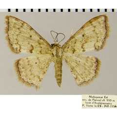 /filer/webapps/moths/media/images/O/omnisona_Scopula_AF_ZSM.jpg