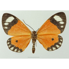/filer/webapps/moths/media/images/P/postica_Mimaletis_AM_Basquinb.jpg