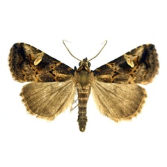 /filer/webapps/moths/media/images/F/foedalis_Eustrotia_AM_NHMO.jpg