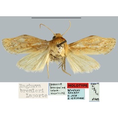 /filer/webapps/moths/media/images/B/brenierei_Raghuva_HT_MNHN.jpg