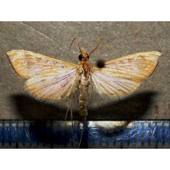 /filer/webapps/moths/media/images/C/catalaunalis_Antigastra_A_Goffa_01.jpg
