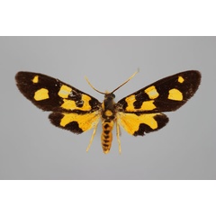 /filer/webapps/moths/media/images/T/tenera_Maculonaclia_A_BMNH.jpg