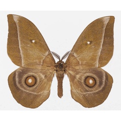 /filer/webapps/moths/media/images/G/gabunica_Gonimbrasia_AM_Basquin_01a.jpg