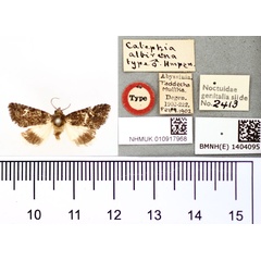 /filer/webapps/moths/media/images/A/albirena_Catephia_HT_BMNH.jpg