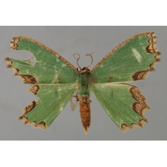 /filer/webapps/moths/media/images/V/vegeta_Bathycolpodes_A_ZSM_01.jpg
