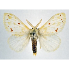 /filer/webapps/moths/media/images/R/rufopunctata_Euproctis_A_NHMO.jpg