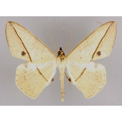 /filer/webapps/moths/media/images/R/rectistrigaria_Conolophia_A_ZSM_01.jpg