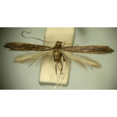 /filer/webapps/moths/media/images/P/porphyranthes_Caloptilia_HT_TMSA2600.jpg