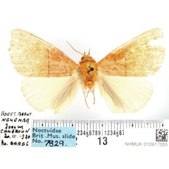 /filer/webapps/moths/media/images/A/aurantiaca_Xanthodesma_AM_BMNH_02.jpg