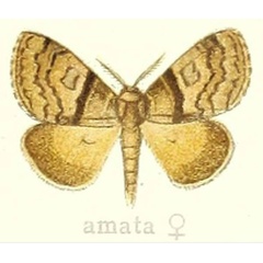 /filer/webapps/moths/media/images/A/amata_Dasychira_HT_Hering_25c.jpg