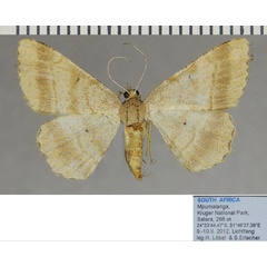/filer/webapps/moths/media/images/F/furcata_Chiasmia_AF_ZSM_01.jpg