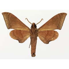 /filer/webapps/moths/media/images/P/prionites_Neopolyptychus_AM_Basquin_03b.jpg