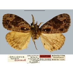 /filer/webapps/moths/media/images/L/lakato_Gallienica_HT_MNHN.jpg