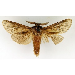 /filer/webapps/moths/media/images/P/punctifera_Namibiocossus_AM_TMSA.jpg