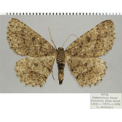 /filer/webapps/moths/media/images/D/delosaria_Parectropis_AF_ZSM.jpg