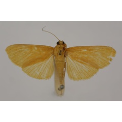 /filer/webapps/moths/media/images/H/holochralis_Syllepte_HT_BMNH.jpg