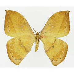 /filer/webapps/moths/media/images/V/vandenberghei_Pselaphelia_AM_Basquinb.jpg
