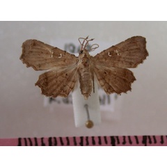 /filer/webapps/moths/media/images/M/microsema_Egnasia_A_Revell_01.jpg