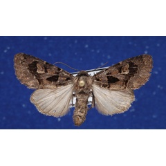 /filer/webapps/moths/media/images/A/avitta_Odontestra_AF_Schellhorn.jpg