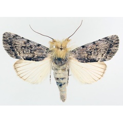 /filer/webapps/moths/media/images/F/fumata_Tachosa_AM_TMSA_01.jpg