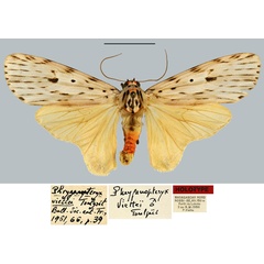 /filer/webapps/moths/media/images/V/viettei_Phryganopteryx_HT_MNHN.jpg