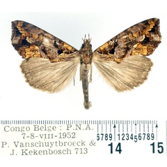/filer/webapps/moths/media/images/W/wahlbergi_Plusiodonta_AM_BMNH.jpg