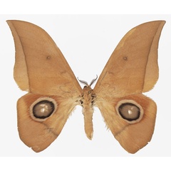 /filer/webapps/moths/media/images/N/niepelti_Lobobunaea_AM_Basquin_02a.jpg