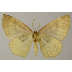 /filer/webapps/moths/media/images/S/serraticornis_Asthenotricha_AM_ZSMb.jpg