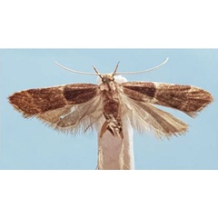/filer/webapps/moths/media/images/C/convexula_Torodora_HT_MNHN.jpg