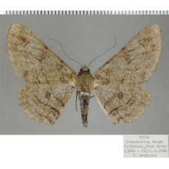 /filer/webapps/moths/media/images/B/betularia_Cleora_AF_ZSM_02.jpg